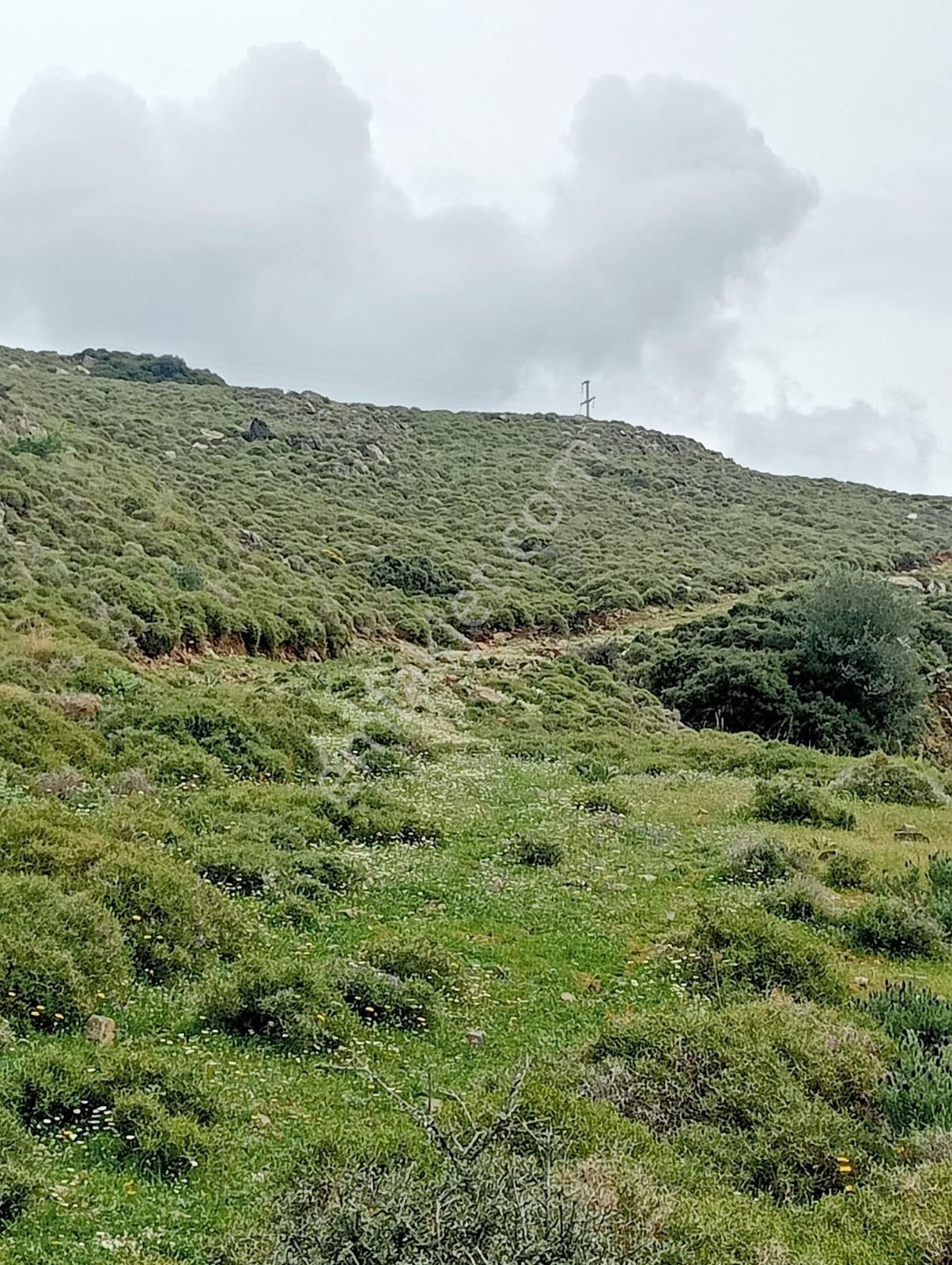 Karaburun Küçükbahçe'de Deniz Manzaralı Zeytin Ağaçlı Tarla - Görsel 22