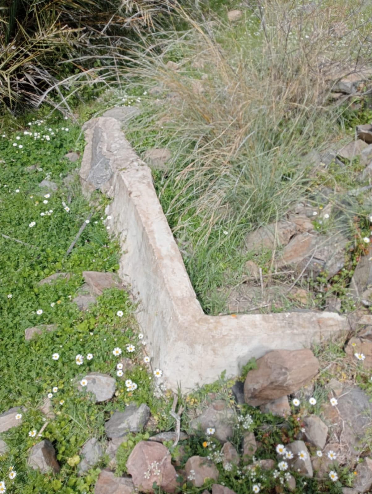 Karaburun Küçükbahçe'de Deniz Manzaralı Zeytin Ağaçlı Tarla - Görsel 3