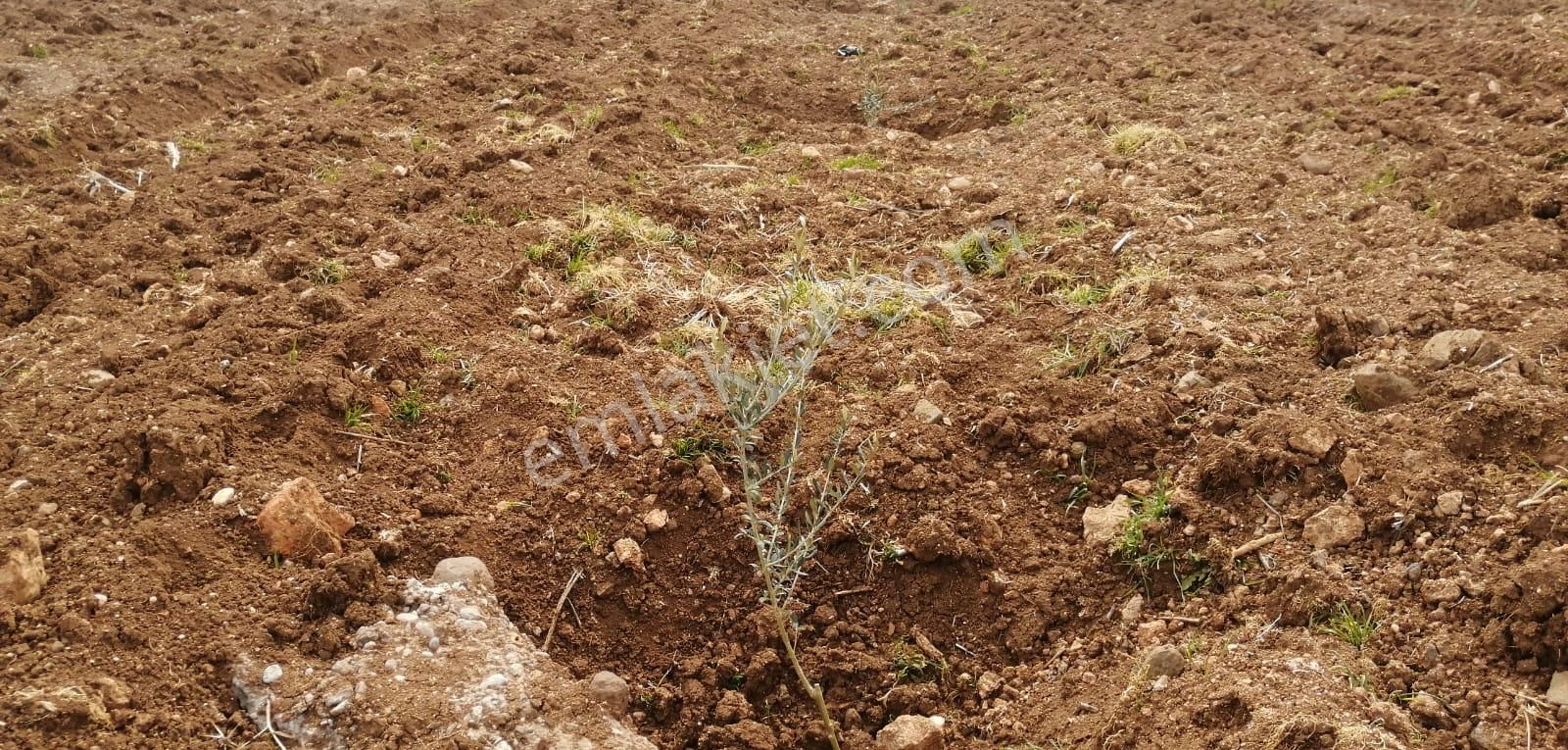 Uyaran79gayrimenkulden İçinde 2+1 Evi Olan 250 Fidanlı Zeytinlik - Görsel 3