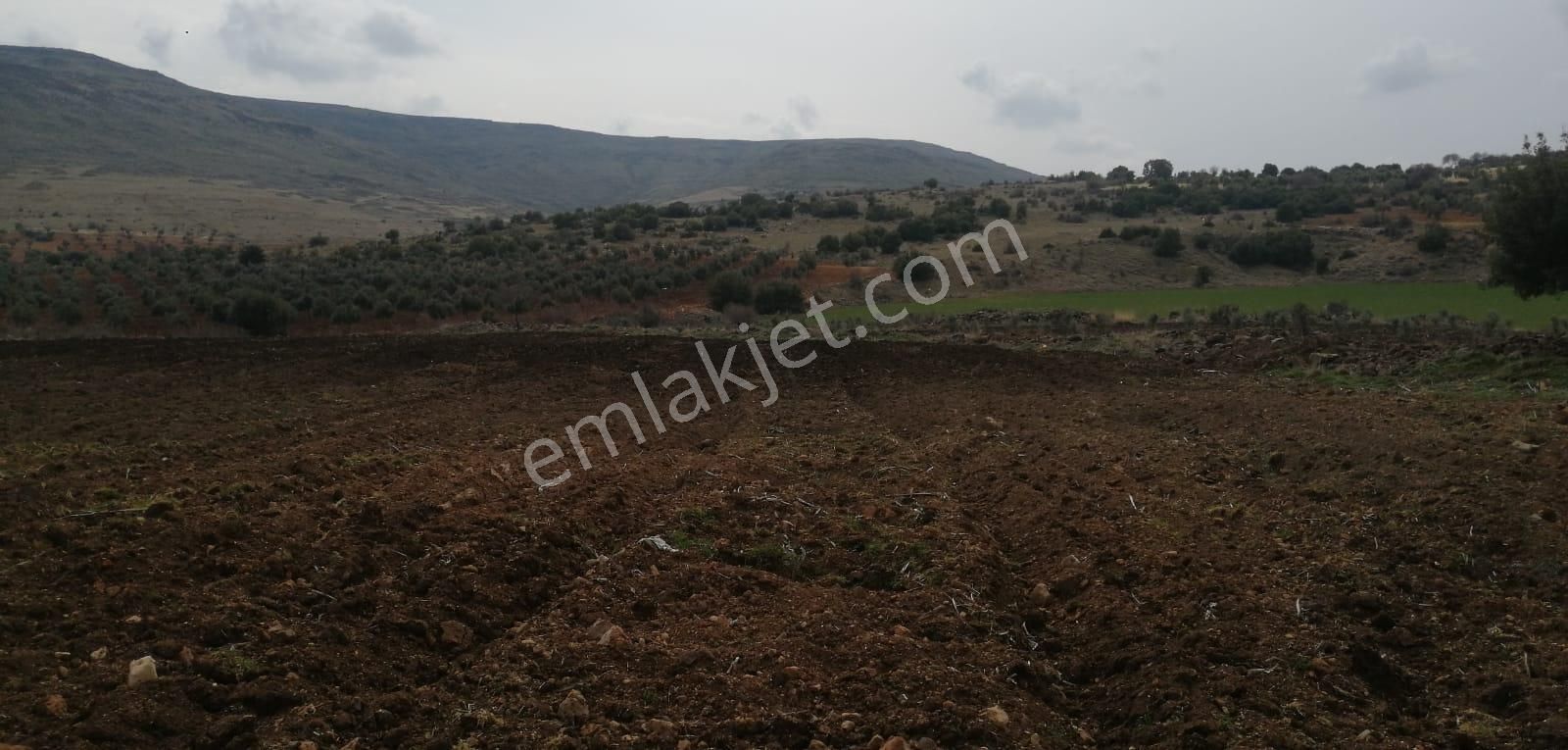 Uyaran79gayrimenkulden İçinde 2+1 Evi Olan 250 Fidanlı Zeytinlik - Görsel 26