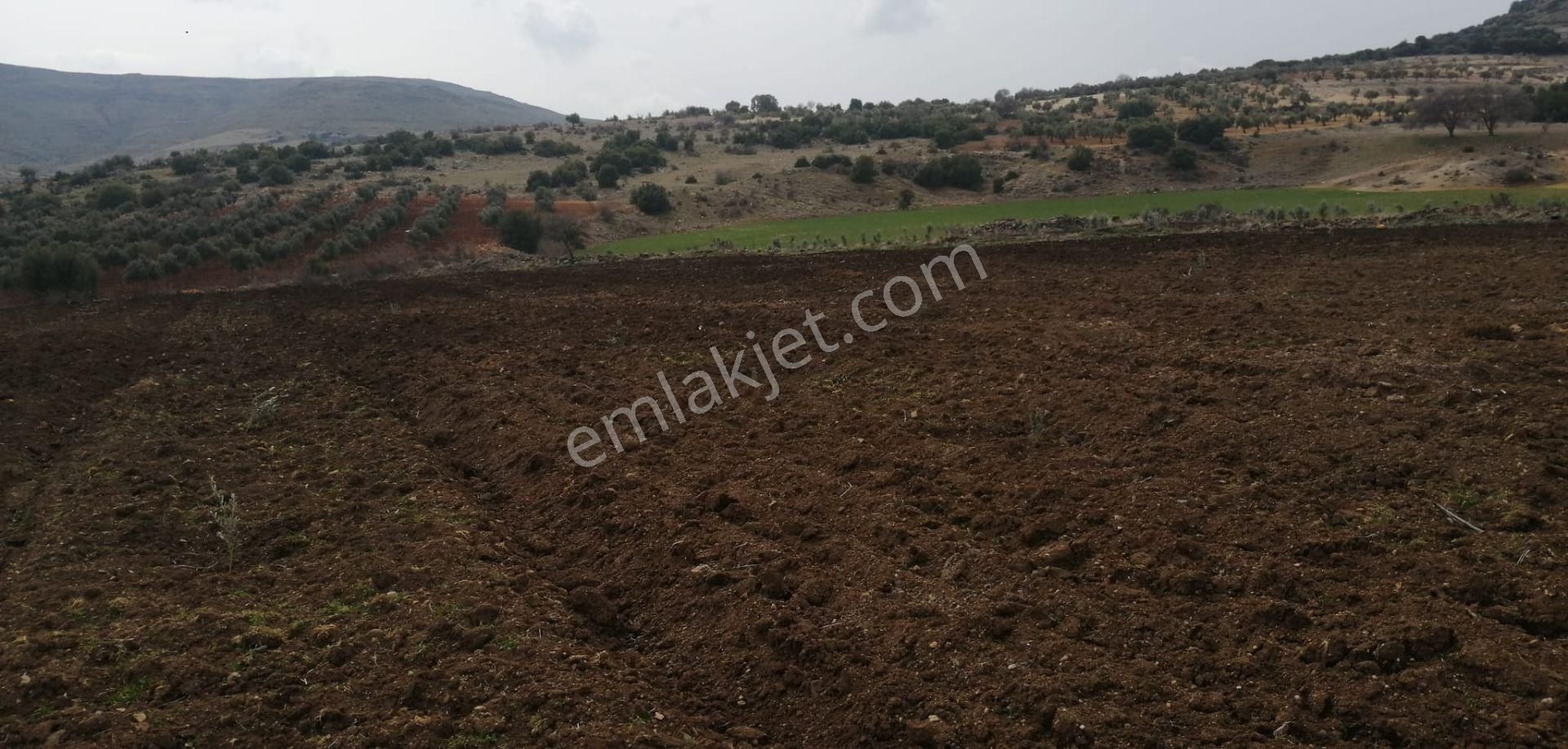 Uyaran79gayrimenkulden İçinde 2+1 Evi Olan 250 Fidanlı Zeytinlik - Görsel 4