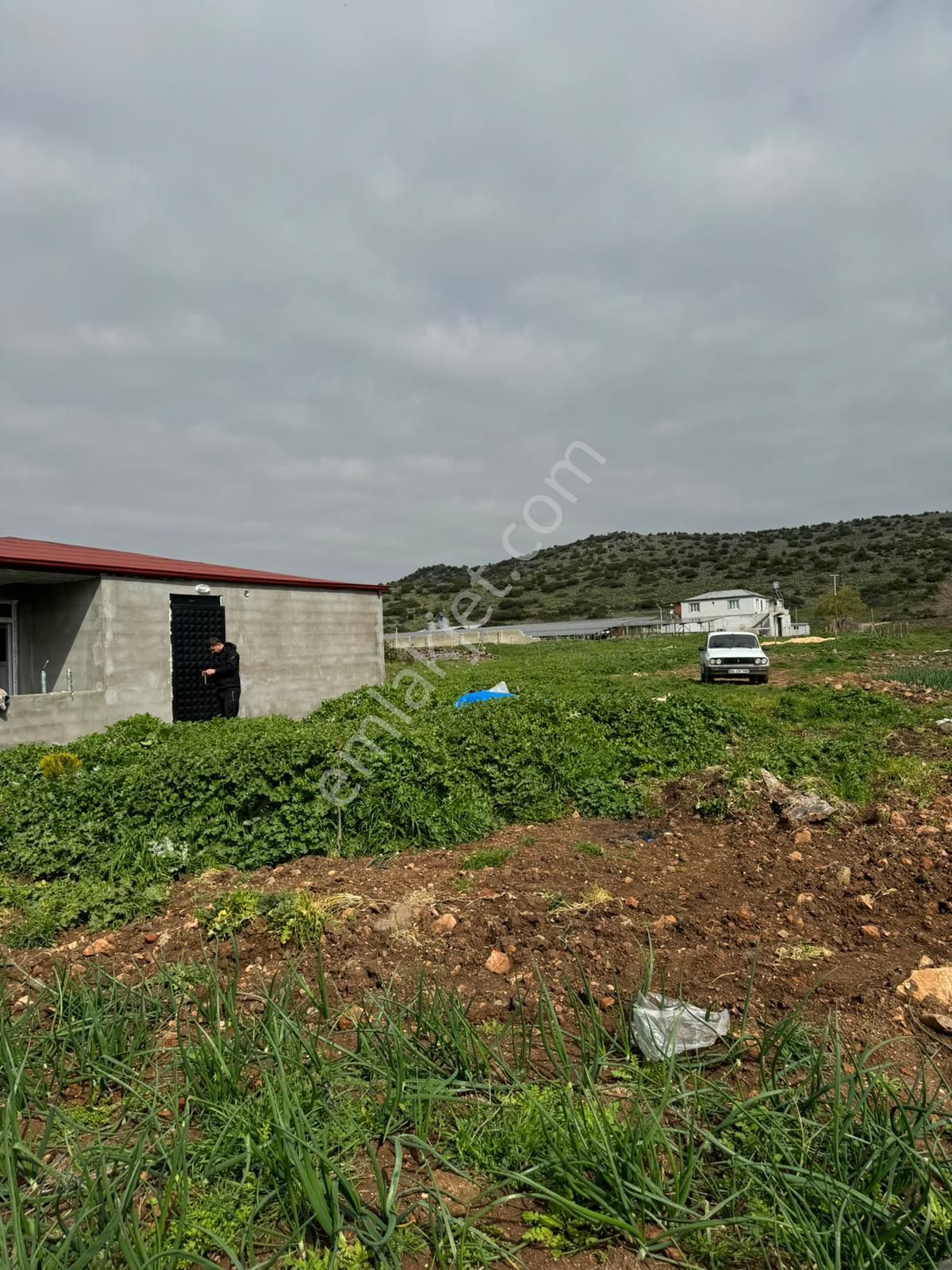 Uyaran79gayrimenkulden İçinde 2+1 Evi Olan 250 Fidanlı Zeytinlik - Görsel 22