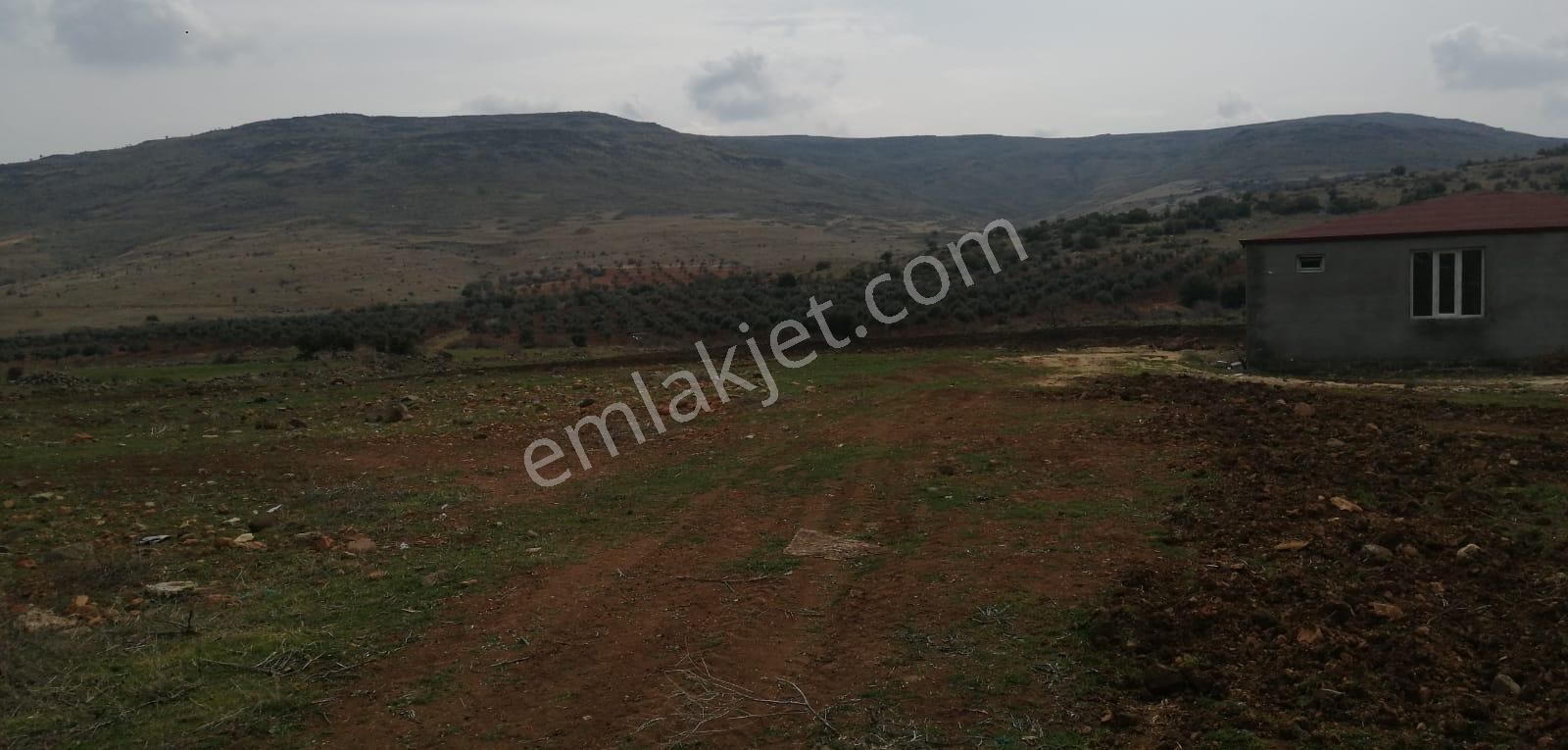 Uyaran79gayrimenkulden İçinde 2+1 Evi Olan 250 Fidanlı Zeytinlik - Görsel 15