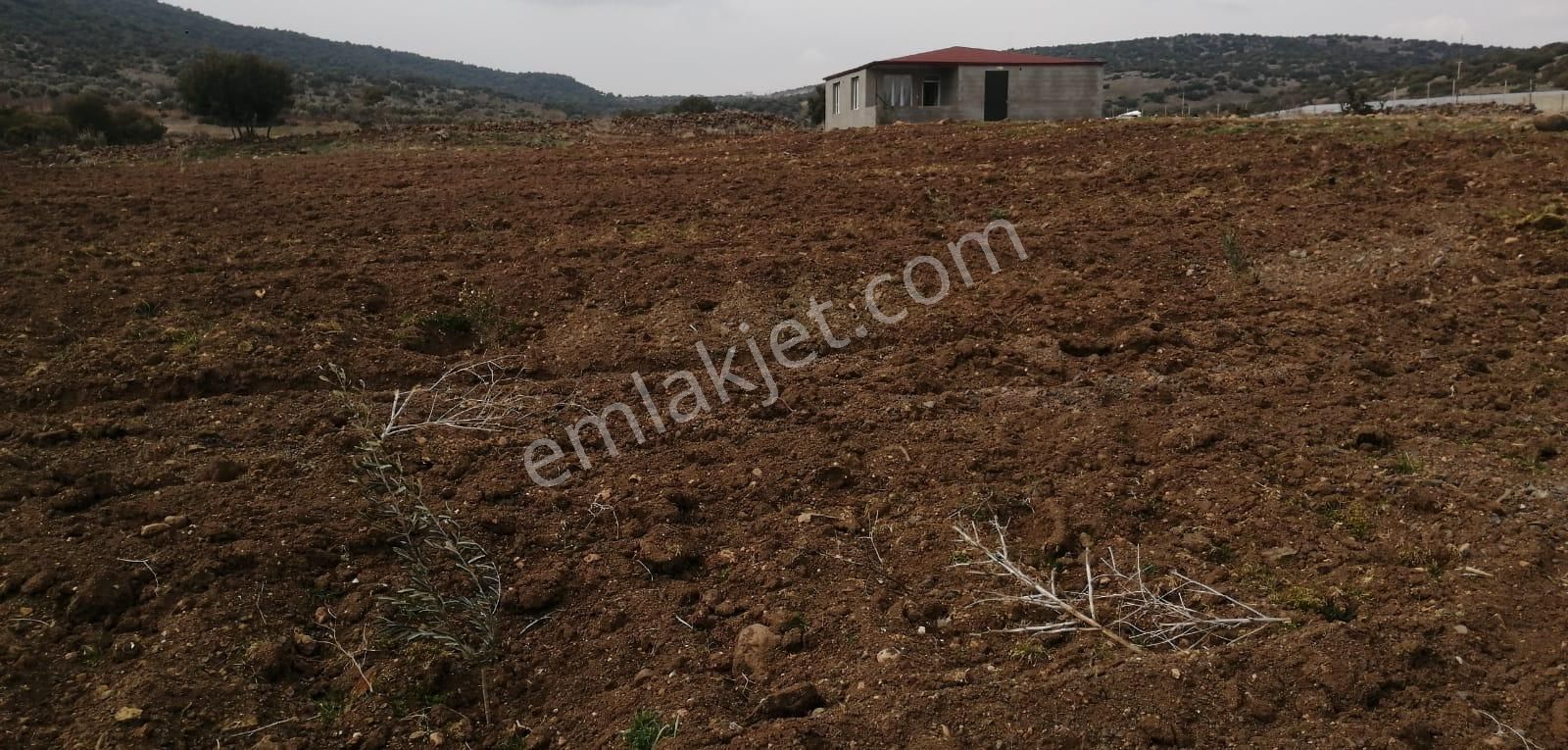 Uyaran79gayrimenkulden İçinde 2+1 Evi Olan 250 Fidanlı Zeytinlik - Görsel 10