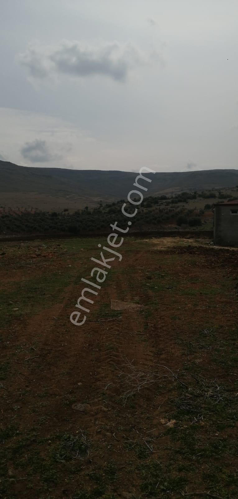 Uyaran79gayrimenkulden İçinde 2+1 Evi Olan 250 Fidanlı Zeytinlik - Görsel 20