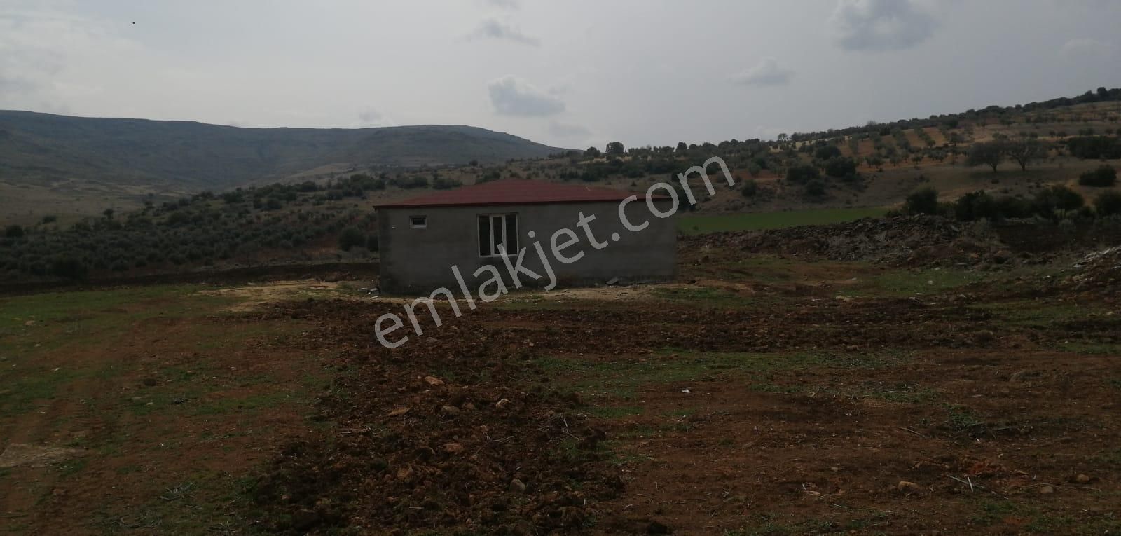 Uyaran79gayrimenkulden İçinde 2+1 Evi Olan 250 Fidanlı Zeytinlik - Görsel 29