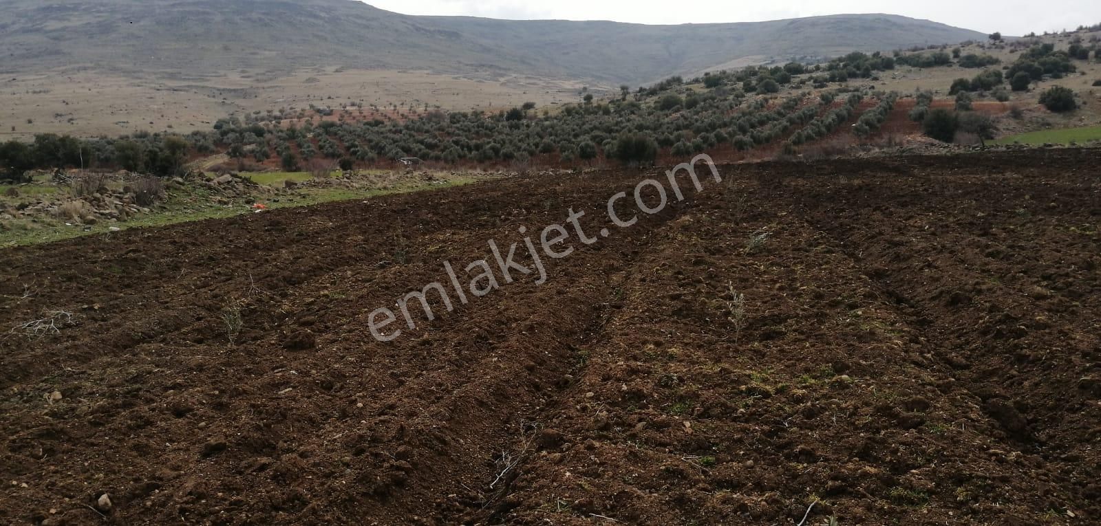 Uyaran79gayrimenkulden İçinde 2+1 Evi Olan 250 Fidanlı Zeytinlik - Görsel 23