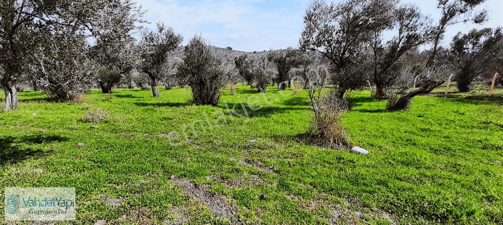 Vahdet'ten İçinde Kayıtlı Evi Olan 11.725 M² Harika Zeytinlik - Görsel 6