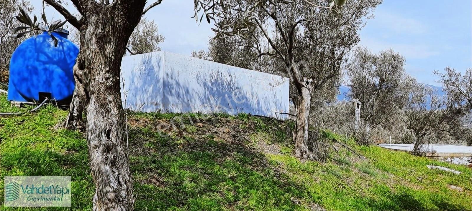 Vahdet'ten İçinde Kayıtlı Evi Olan 11.725 M² Harika Zeytinlik - Görsel 22