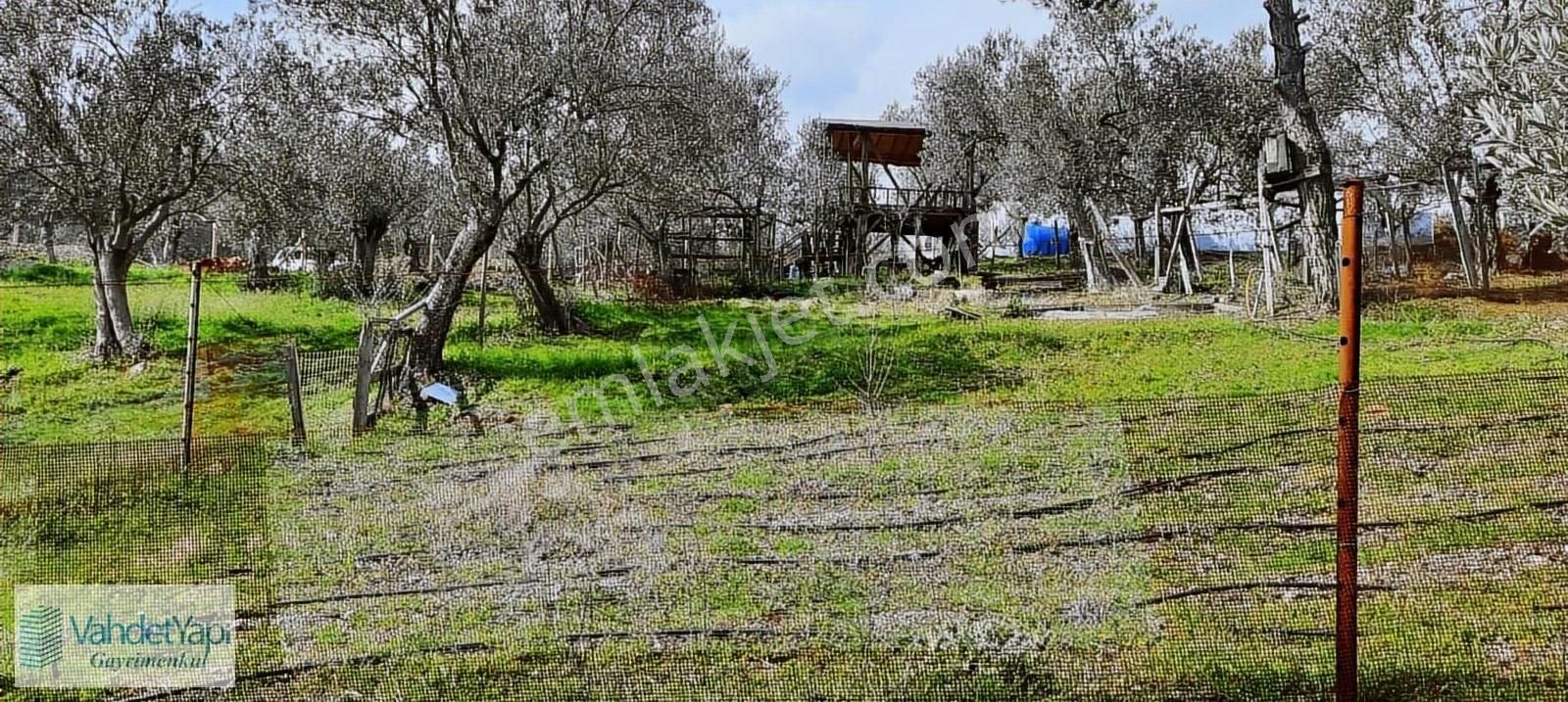 Vahdet'ten İçinde Kayıtlı Evi Olan 11.725 M² Harika Zeytinlik - Görsel 5