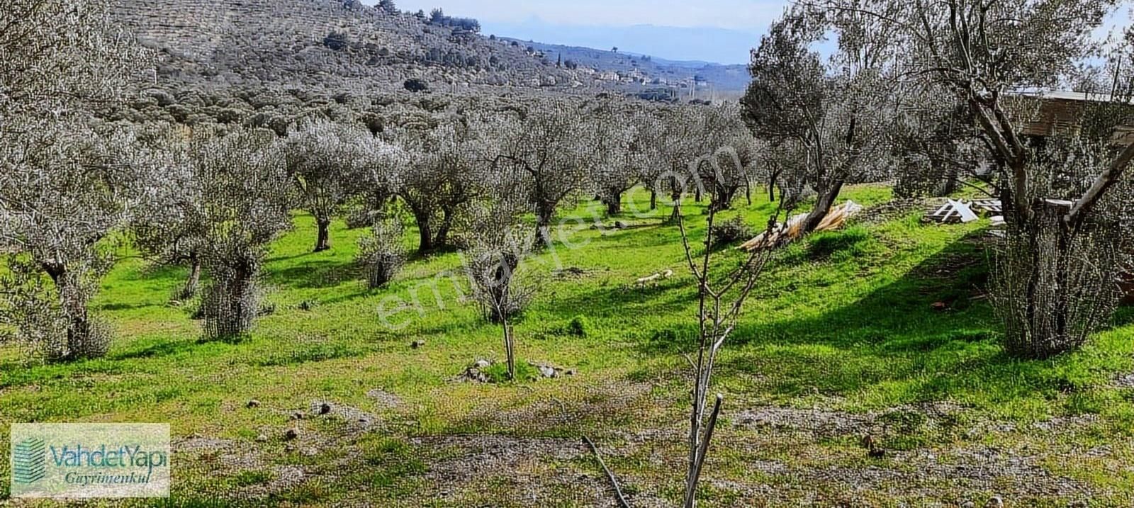 Vahdet'ten İçinde Kayıtlı Evi Olan 11.725 M² Harika Zeytinlik - Görsel 31