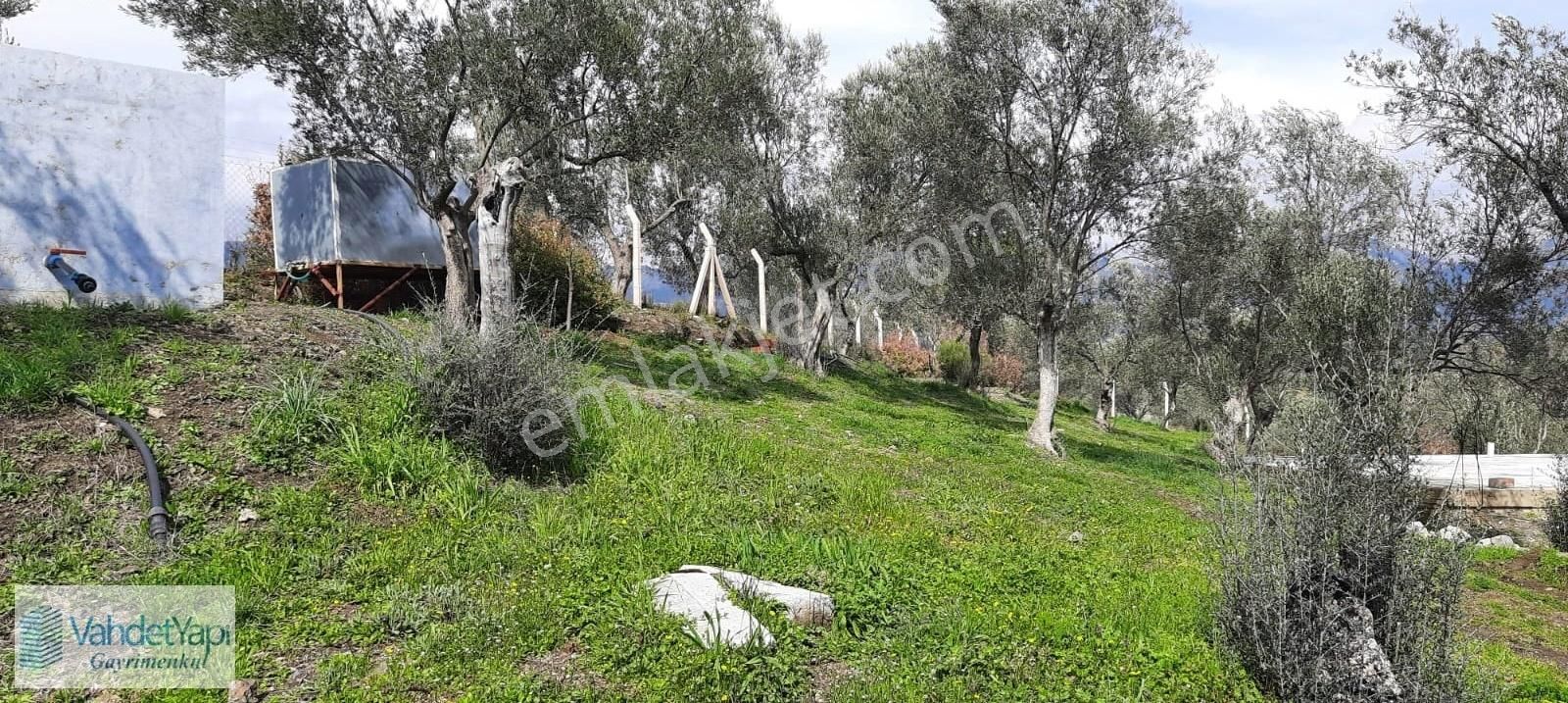Vahdet'ten İçinde Kayıtlı Evi Olan 11.725 M² Harika Zeytinlik - Görsel 20