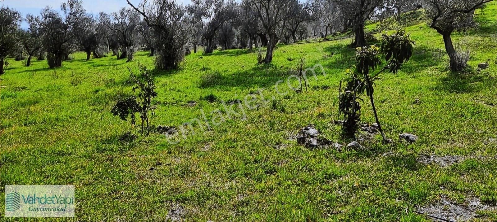 Vahdet'ten İçinde Kayıtlı Evi Olan 11.725 M² Harika Zeytinlik - Görsel 19