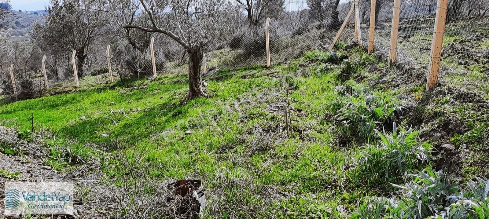 Vahdet'ten İçinde Kayıtlı Evi Olan 11.725 M² Harika Zeytinlik - Görsel 8