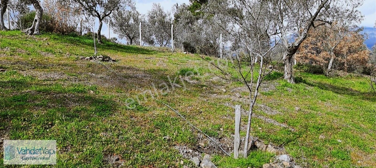 Vahdet'ten İçinde Kayıtlı Evi Olan 11.725 M² Harika Zeytinlik - Görsel 2