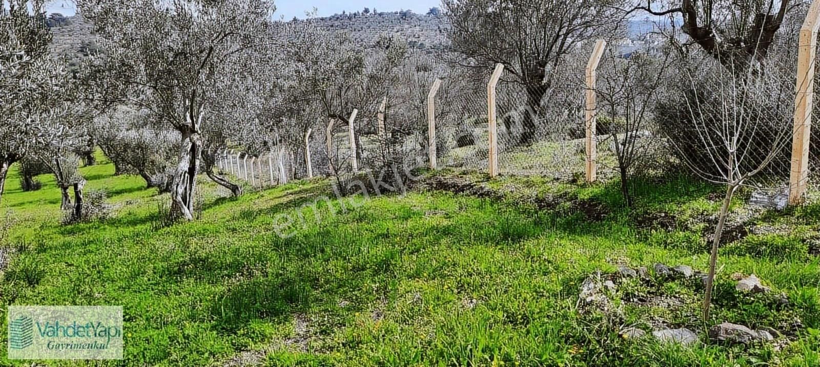 Vahdet'ten İçinde Kayıtlı Evi Olan 11.725 M² Harika Zeytinlik - Görsel 23