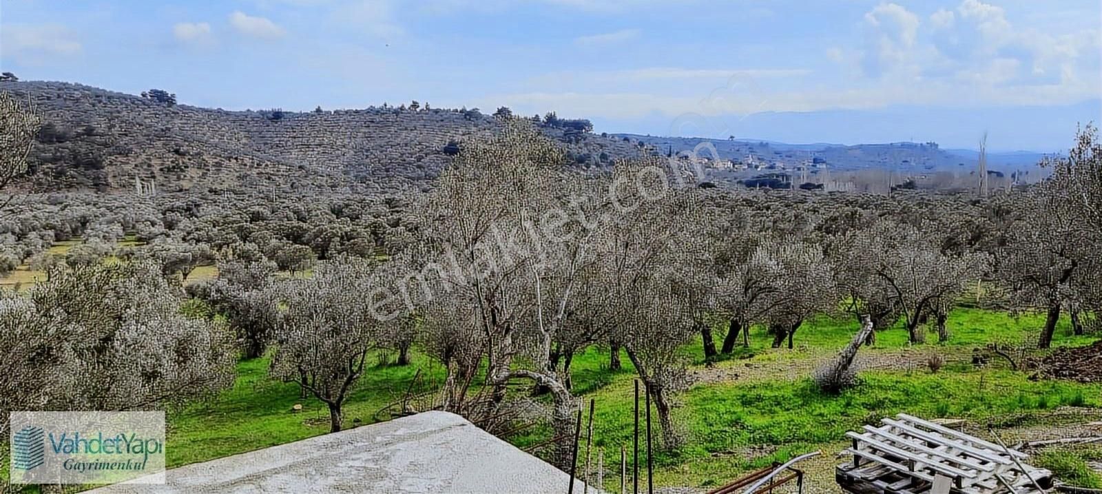 Vahdet'ten İçinde Kayıtlı Evi Olan 11.725 M² Harika Zeytinlik - Görsel 21