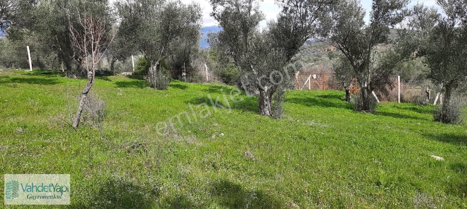 Vahdet'ten İçinde Kayıtlı Evi Olan 11.725 M² Harika Zeytinlik - Görsel 28