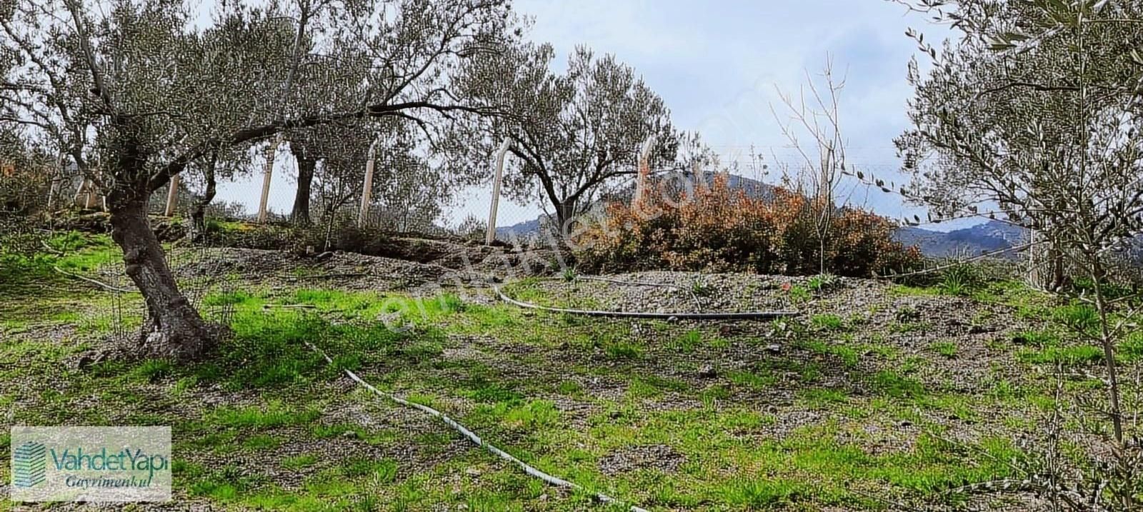 Vahdet'ten İçinde Kayıtlı Evi Olan 11.725 M² Harika Zeytinlik - Görsel 18