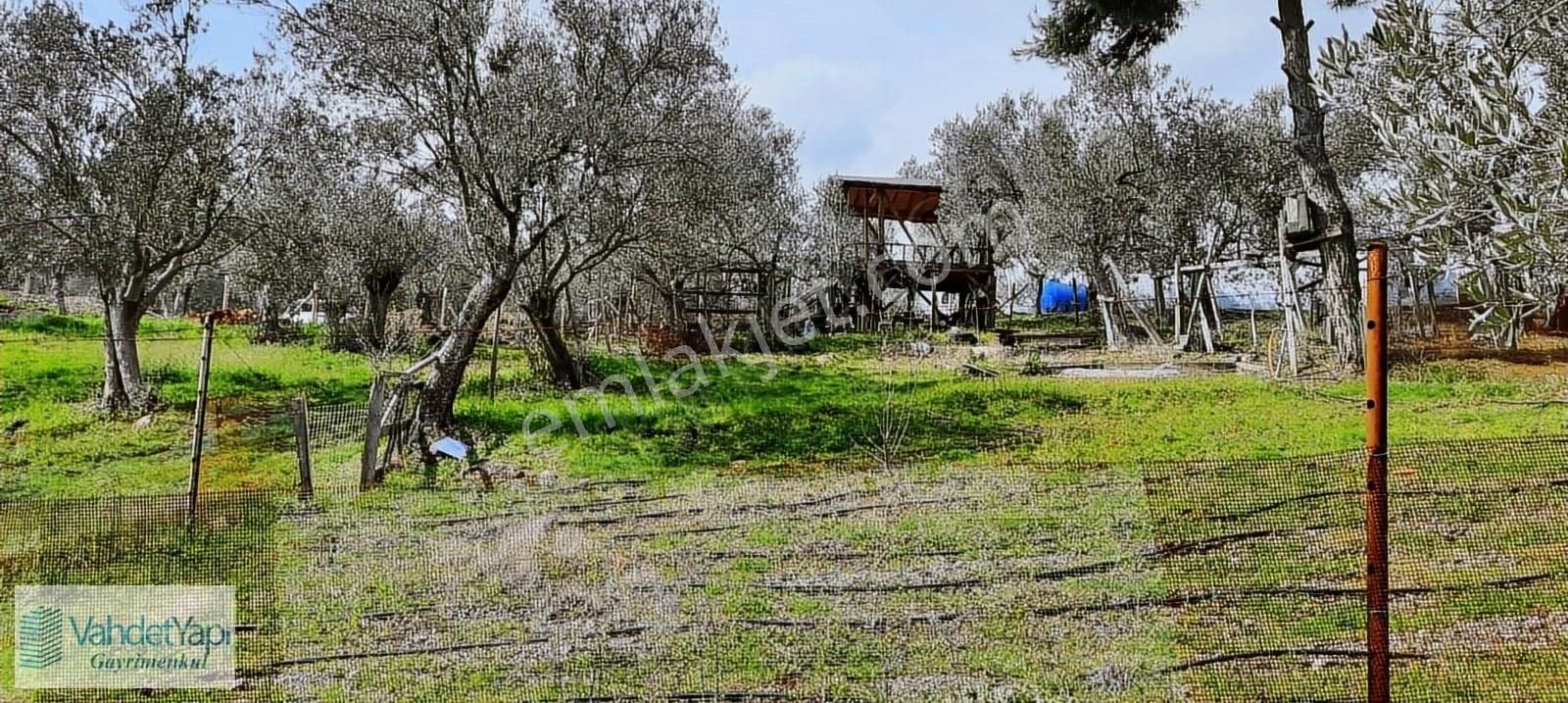 Vahdet'ten İçinde Kayıtlı Evi Olan 11.725 M² Harika Zeytinlik - Görsel 12