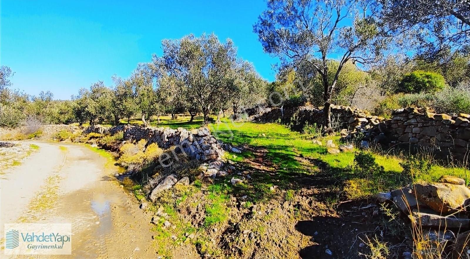 Burhaniye Bahadınlıda Resmi Yol/deniz Manzaralı 5320m² Zeytinlik - Görsel 20
