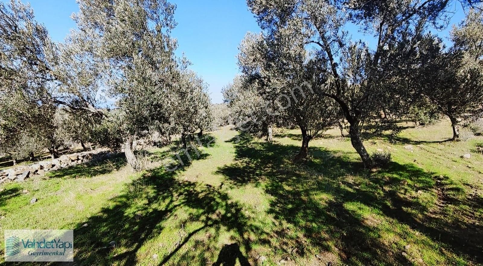 Burhaniye Bahadınlıda Resmi Yol/deniz Manzaralı 5320m² Zeytinlik - Görsel 19