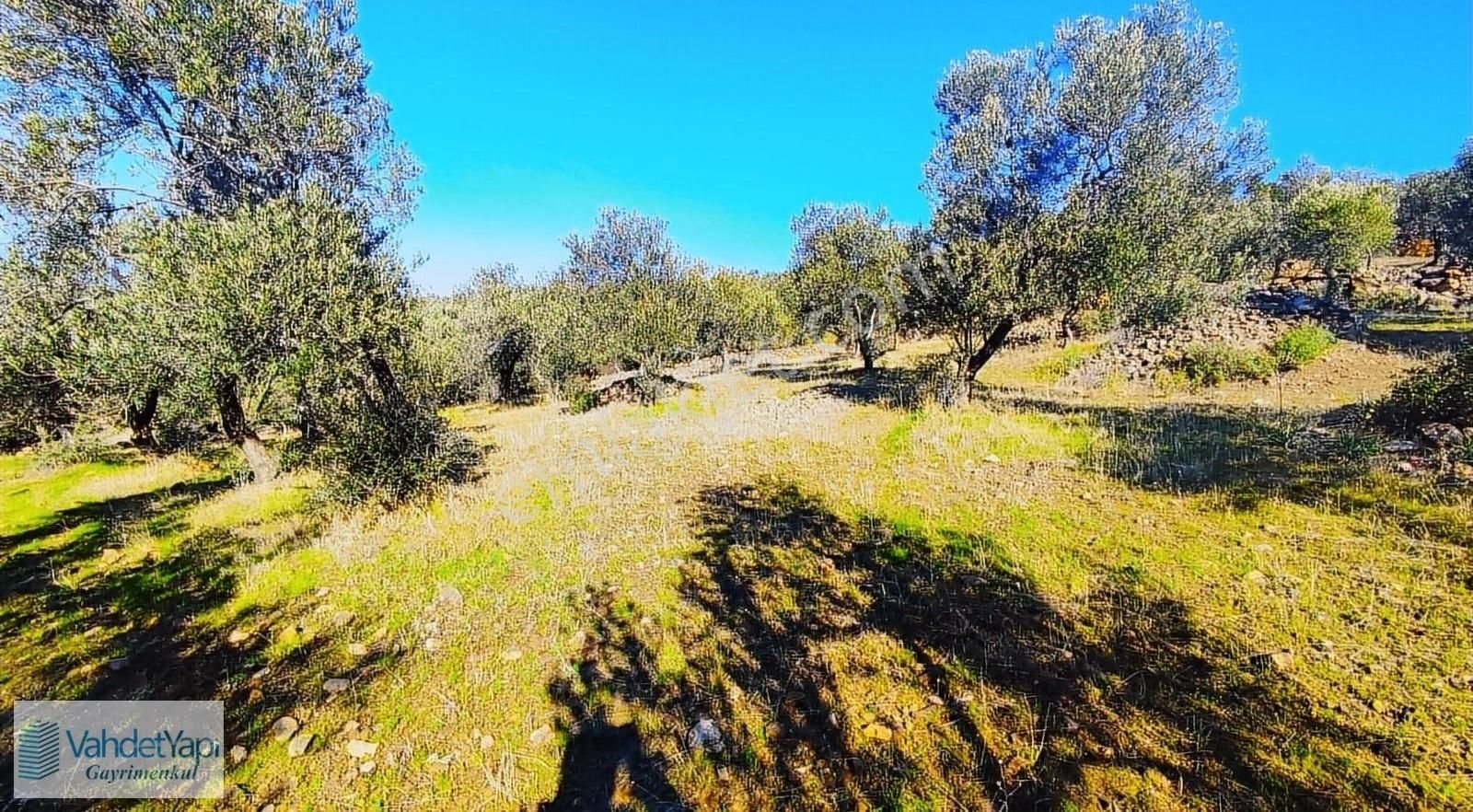Burhaniye Bahadınlıda Resmi Yol/deniz Manzaralı 5320m² Zeytinlik - Görsel 15