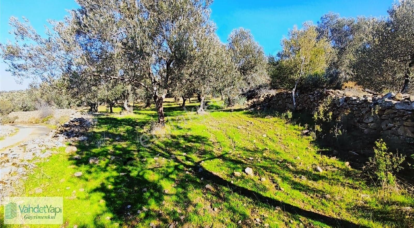 Burhaniye Bahadınlıda Resmi Yol/deniz Manzaralı 5320m² Zeytinlik - Görsel 10
