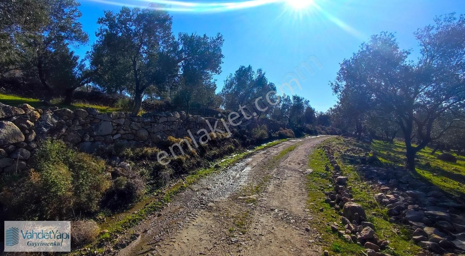 Burhaniye Bahadınlıda Resmi Yol/deniz Manzaralı 5320m² Zeytinlik - Görsel 2