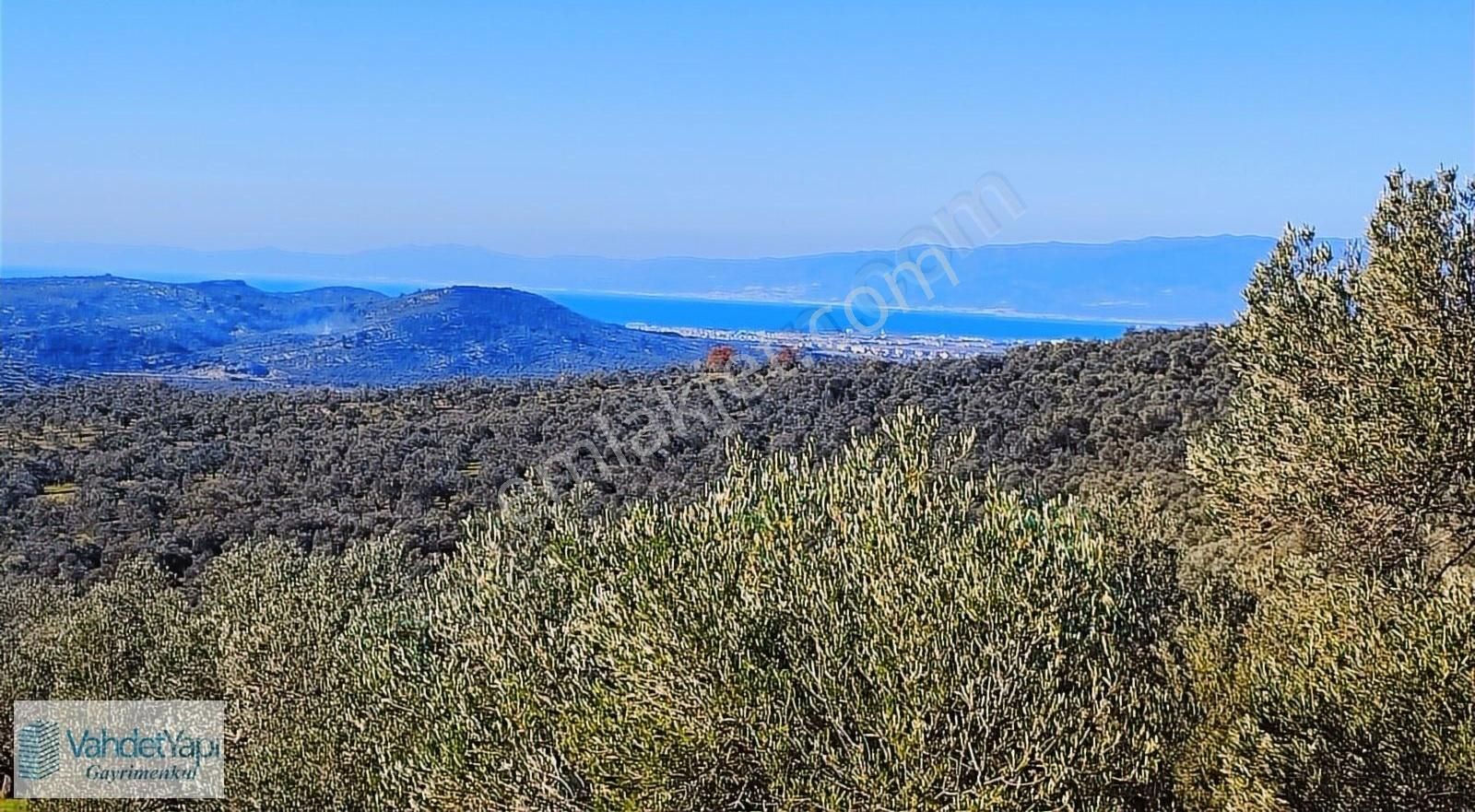 Burhaniye Bahadınlıda Resmi Yol/deniz Manzaralı 5320m² Zeytinlik - Görsel 14