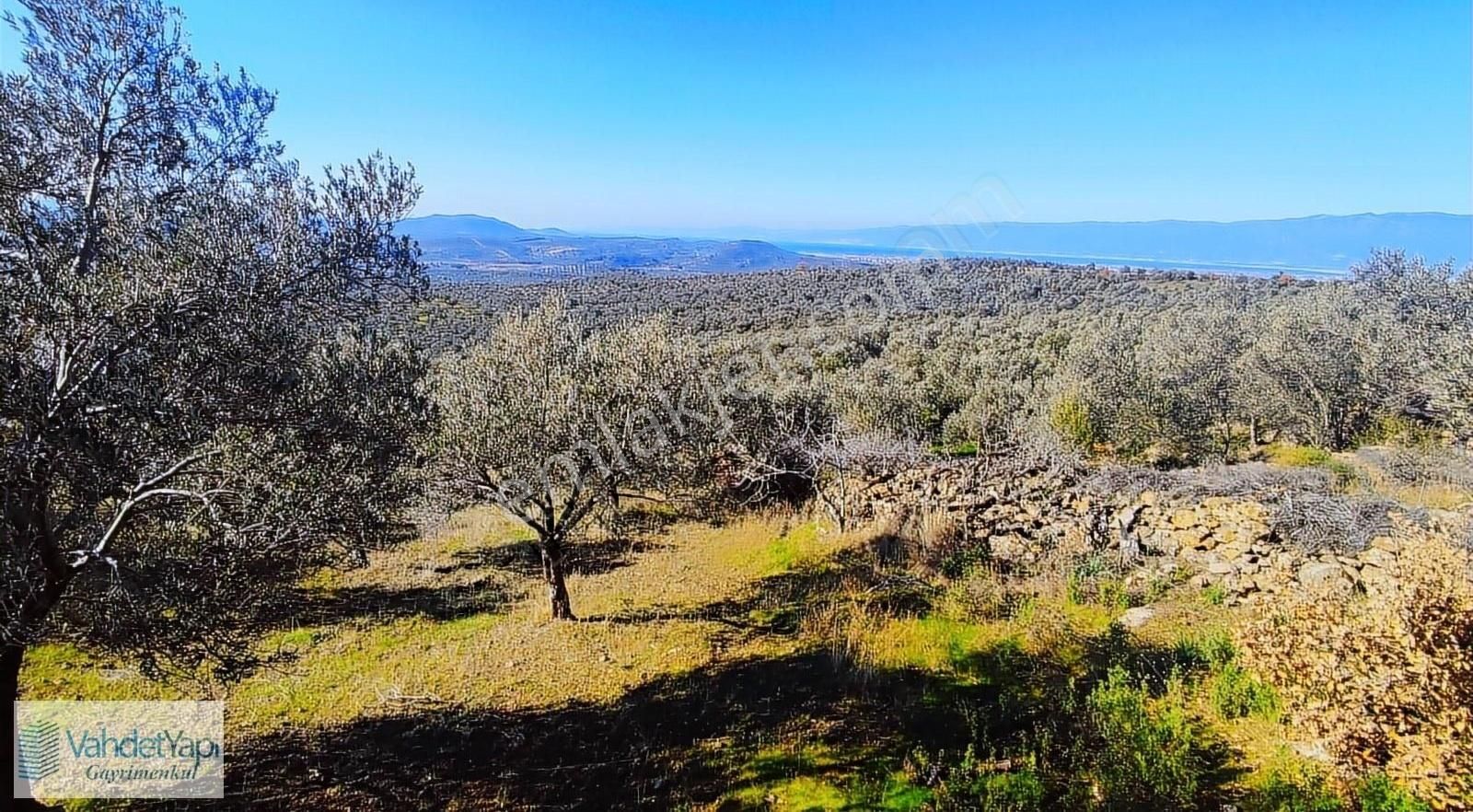 Burhaniye Bahadınlıda Resmi Yol/deniz Manzaralı 5320m² Zeytinlik - Görsel 8