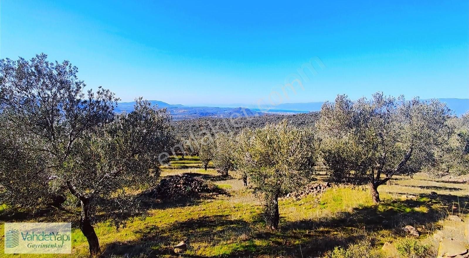 Burhaniye Bahadınlıda Resmi Yol/deniz Manzaralı 5320m² Zeytinlik - Görsel 11