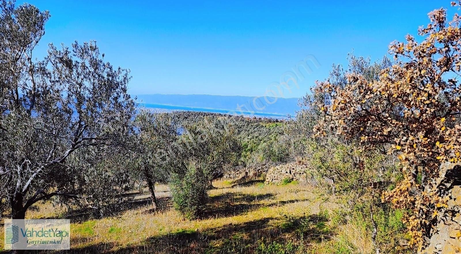 Burhaniye Bahadınlıda Resmi Yol/deniz Manzaralı 5320m² Zeytinlik - Görsel 24