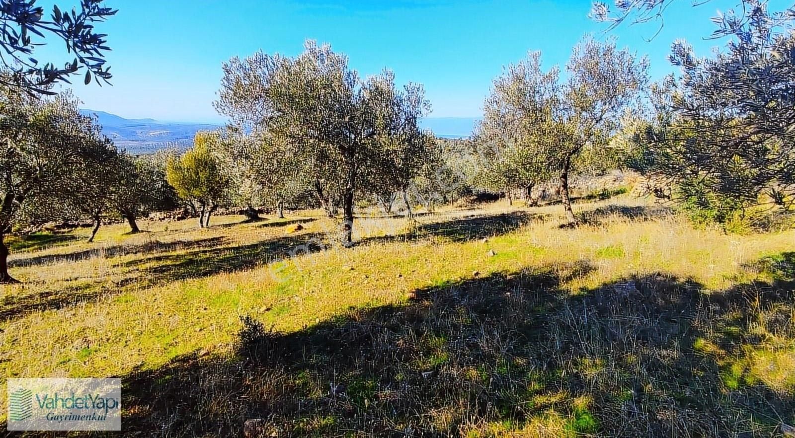 Burhaniye Bahadınlıda Resmi Yol/deniz Manzaralı 5320m² Zeytinlik - Görsel 5