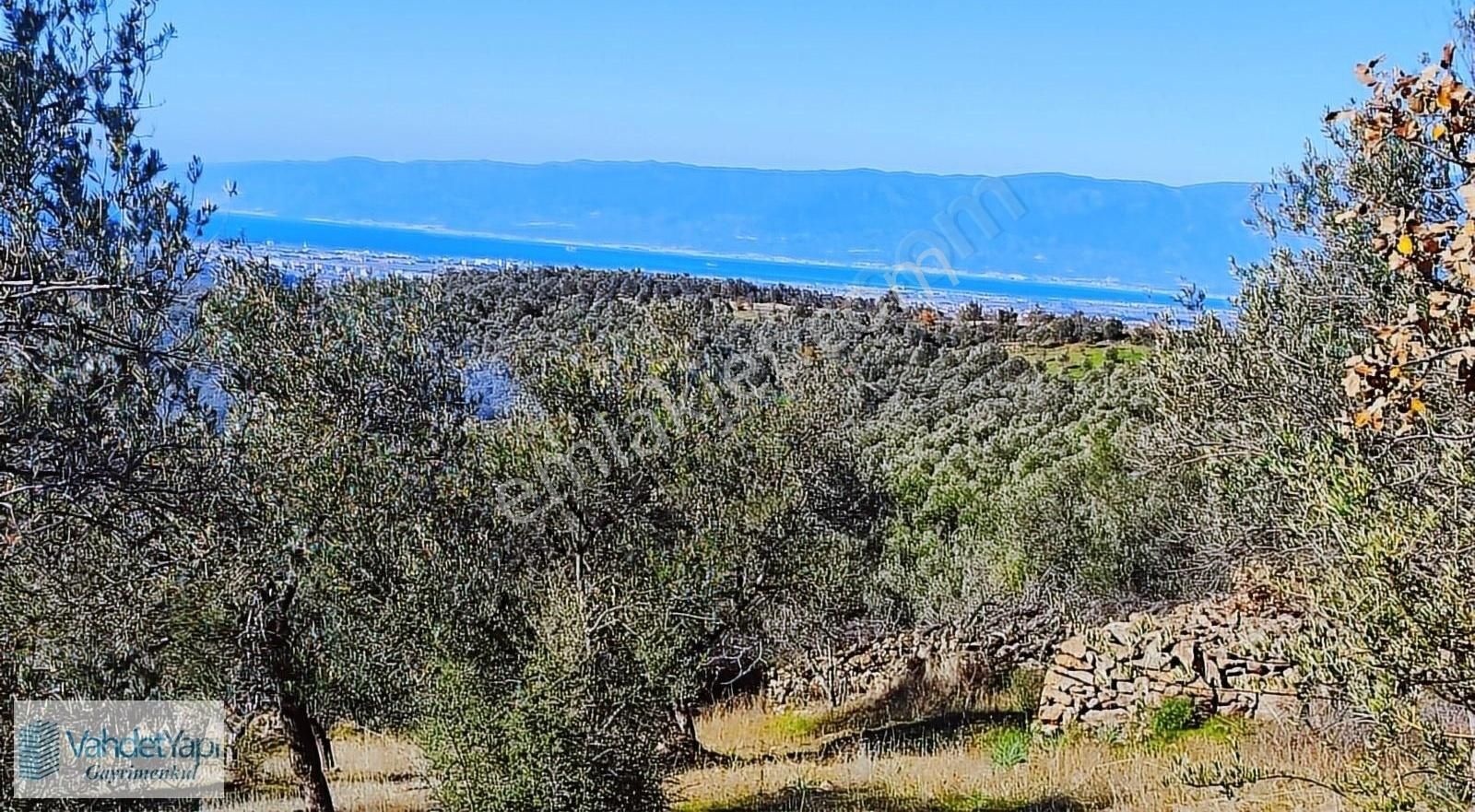 Burhaniye Bahadınlıda Resmi Yol/deniz Manzaralı 5320m² Zeytinlik - Görsel 26
