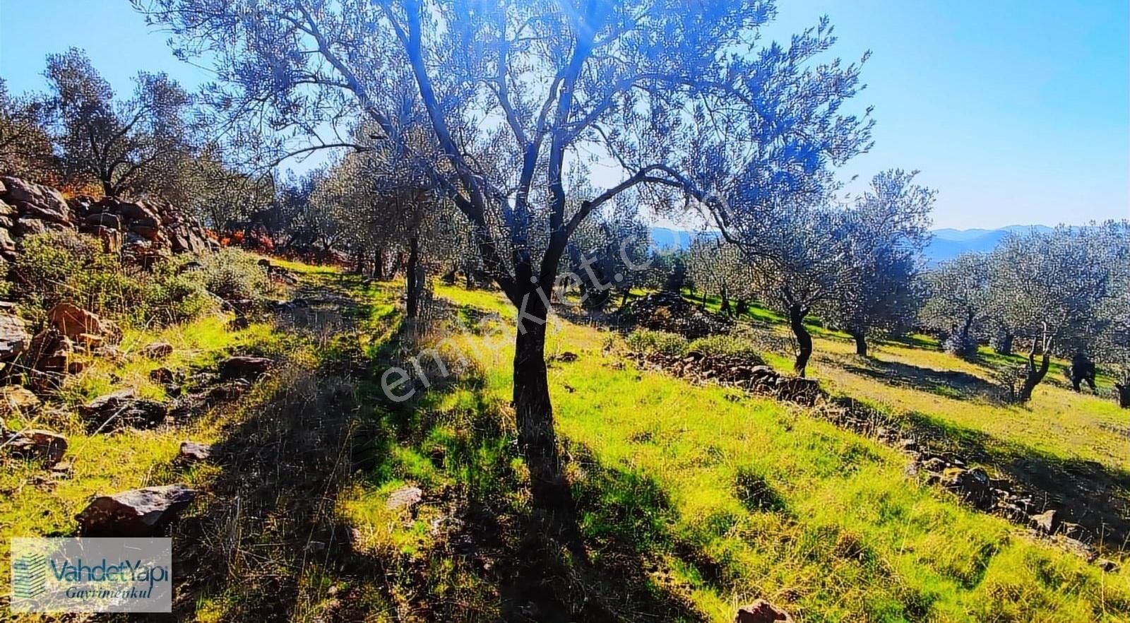 Burhaniye Bahadınlıda Resmi Yol/deniz Manzaralı 5320m² Zeytinlik - Görsel 21