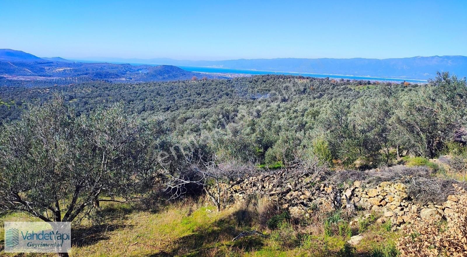 Burhaniye Bahadınlıda Resmi Yol/deniz Manzaralı 5320m² Zeytinlik - Görsel 6