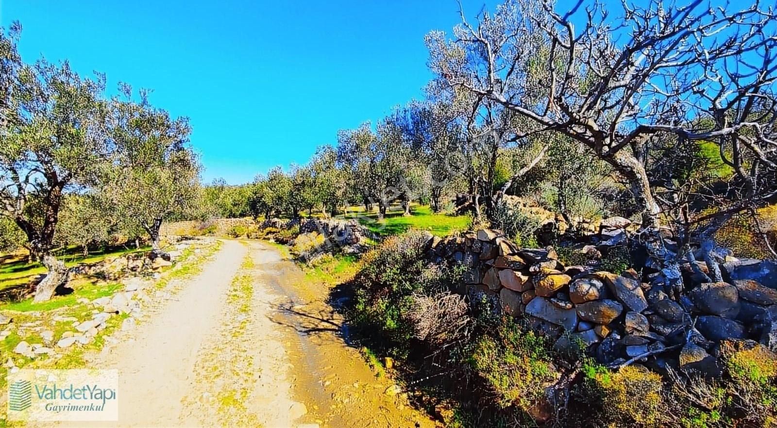 Burhaniye Bahadınlıda Resmi Yol/deniz Manzaralı 5320m² Zeytinlik - Görsel 18
