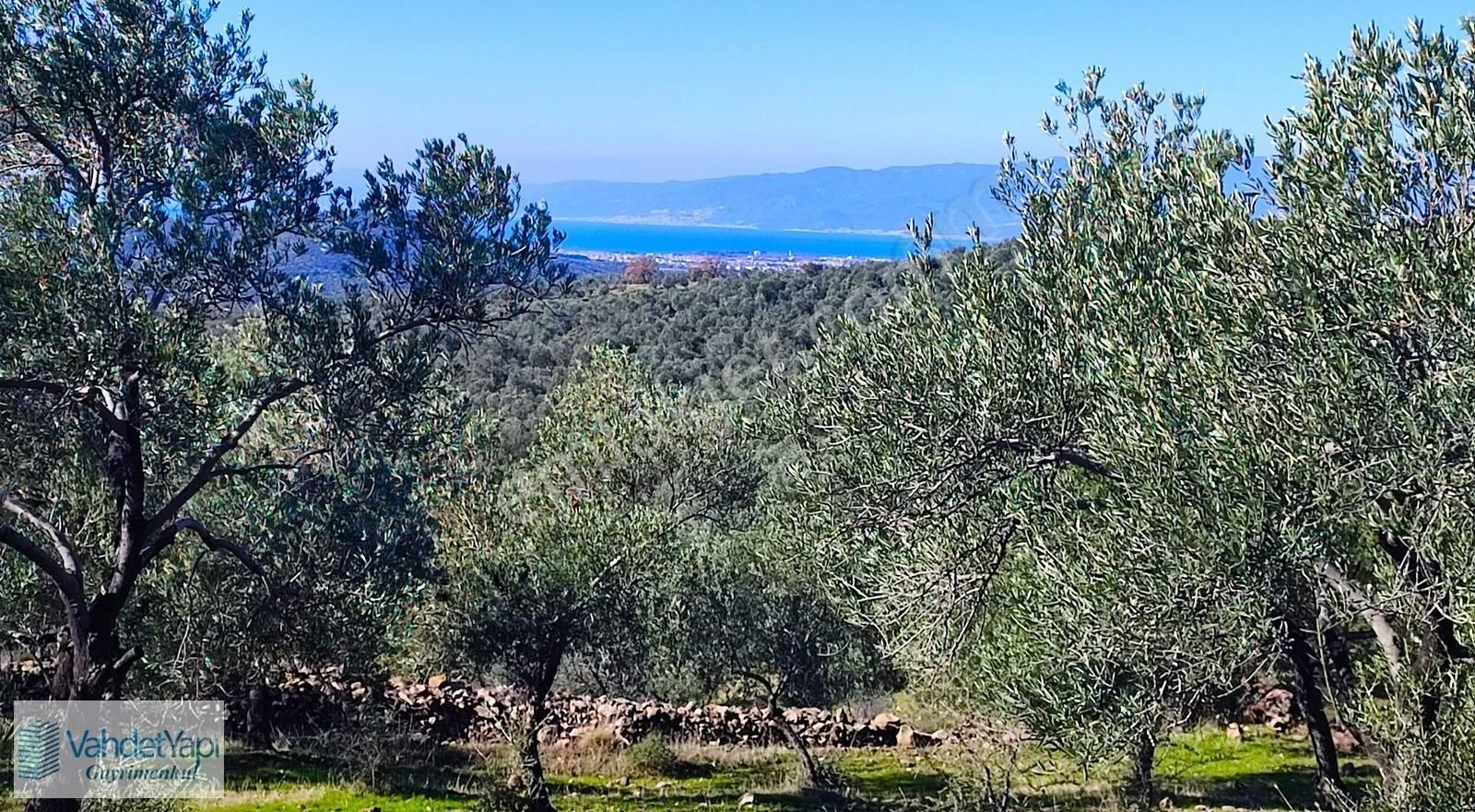 Burhaniye Bahadınlıda Resmi Yol/deniz Manzaralı 5320m² Zeytinlik - Görsel 12