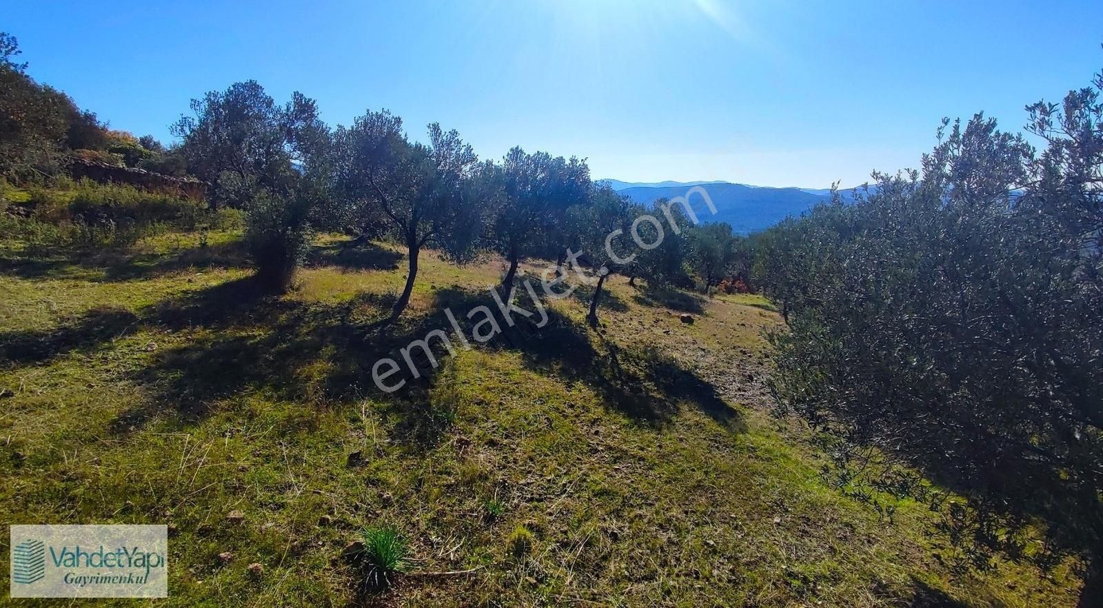 Burhaniye Bahadınlıda Resmi Yol/deniz Manzaralı 5320m² Zeytinlik - Görsel 7