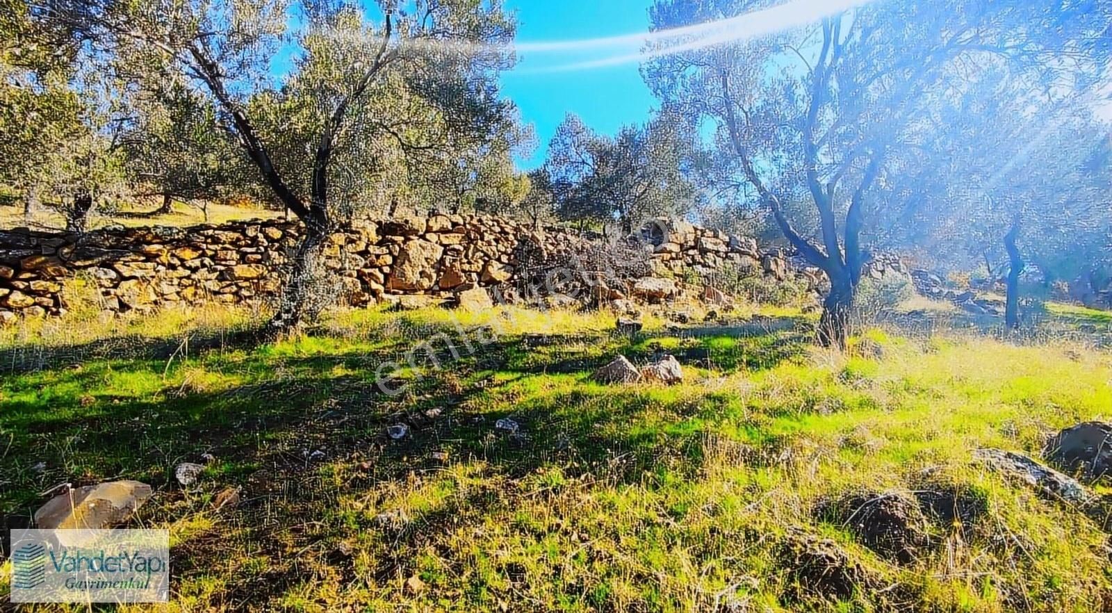 Burhaniye Bahadınlıda Resmi Yol/deniz Manzaralı 5320m² Zeytinlik - Görsel 17