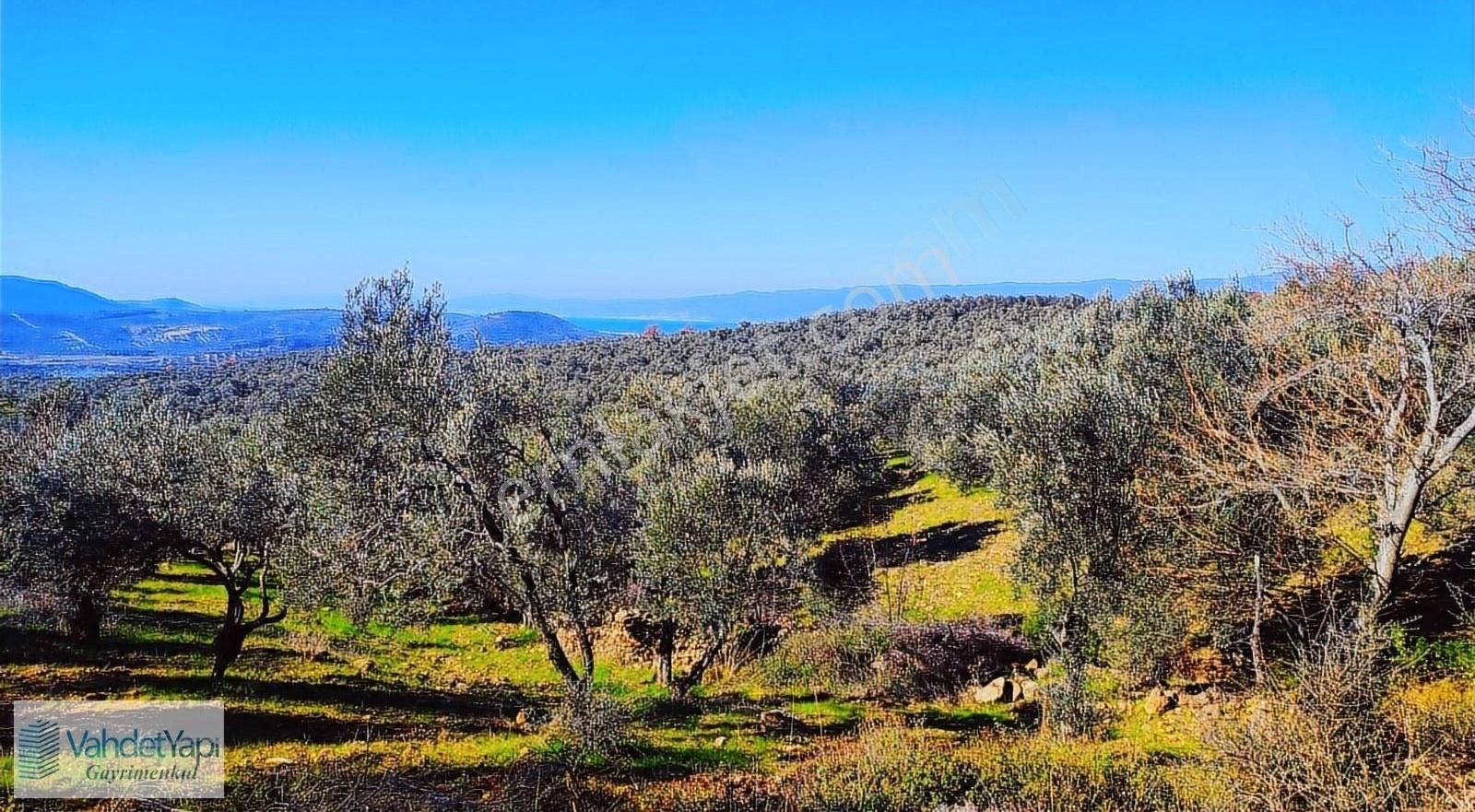 Burhaniye Bahadınlıda Resmi Yol/deniz Manzaralı 5320m² Zeytinlik - Görsel 22