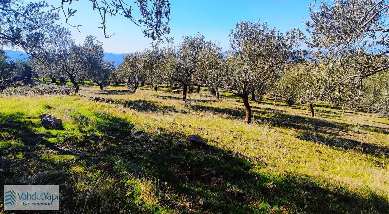 Burhaniye Bahadınlıda Resmi Yol/deniz Manzaralı 5320m² Zeytinlik - Görsel 23
