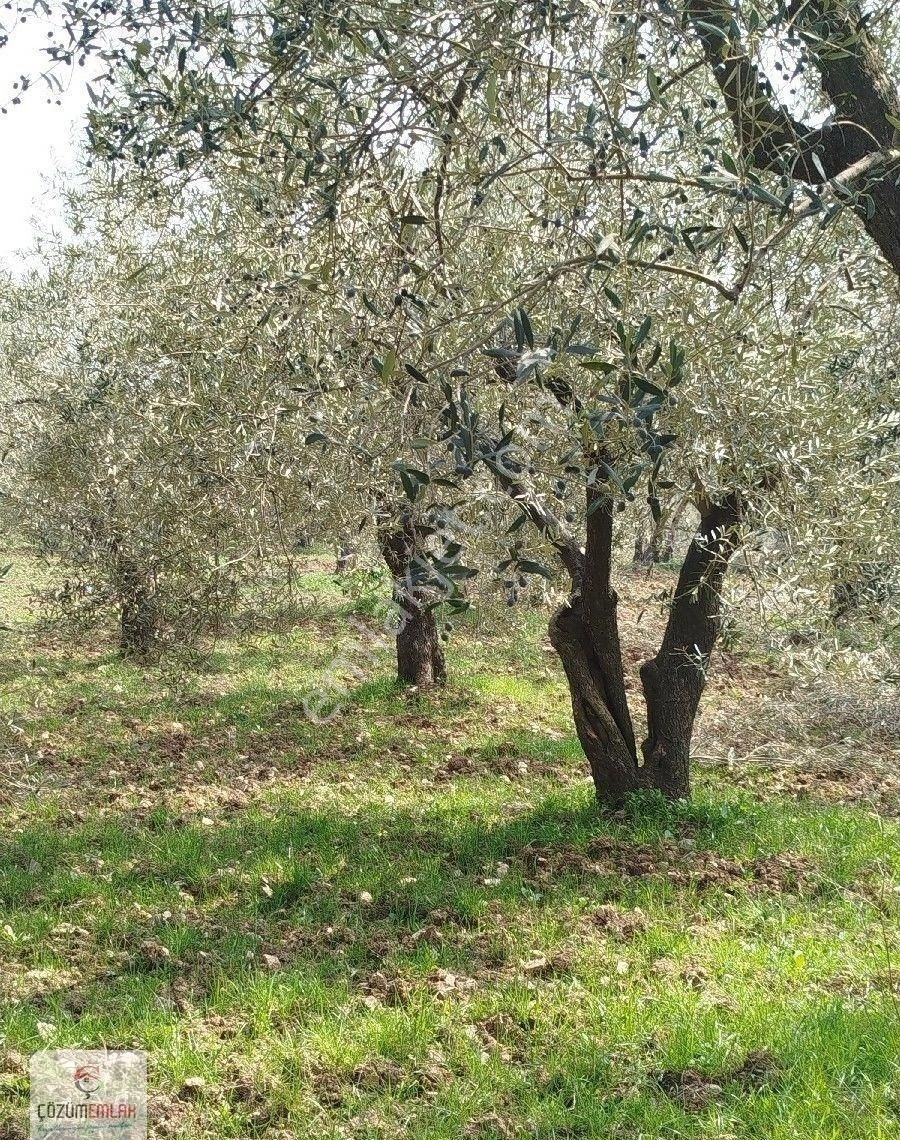 Bir Dönüm, 32 Ağaçlı Zeytinlik - Görsel 3