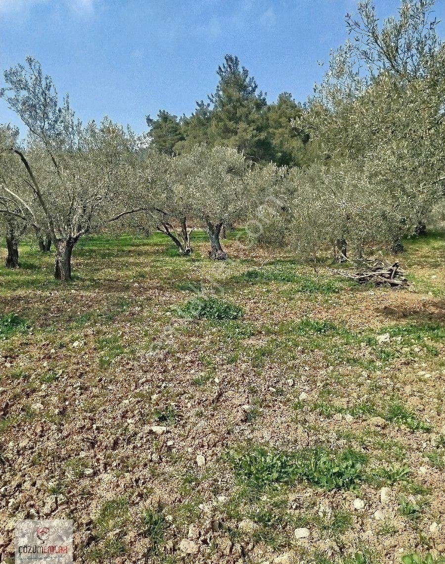 Bir Dönüm, 32 Ağaçlı Zeytinlik - Görsel 2