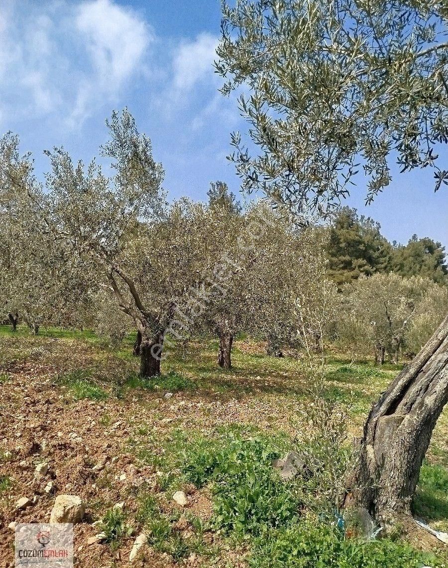Bir Dönüm, 32 Ağaçlı Zeytinlik - Görsel 15