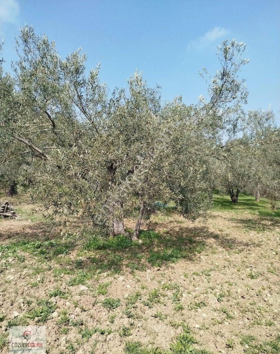 Bir Dönüm, 32 Ağaçlı Zeytinlik - Görsel 11