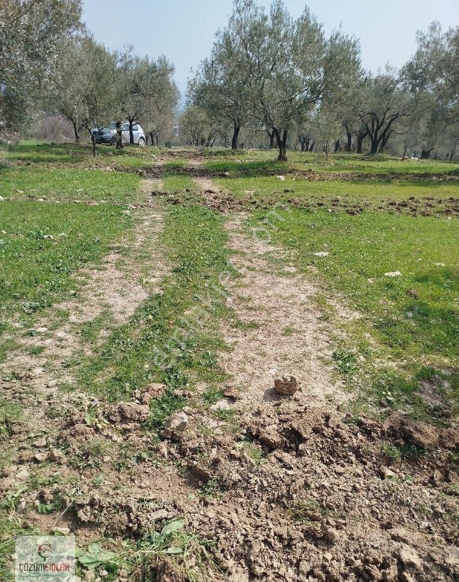 Bir Dönüm, 32 Ağaçlı Zeytinlik - Görsel 13