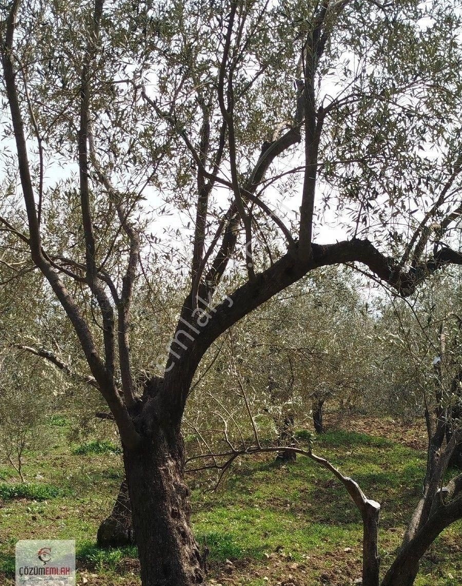 Bir Dönüm, 32 Ağaçlı Zeytinlik - Görsel 5