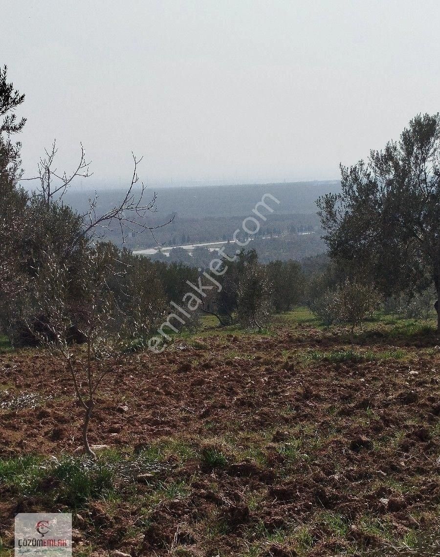 Bir Dönüm, 32 Ağaçlı Zeytinlik - Görsel 16
